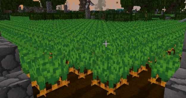 A carrot field